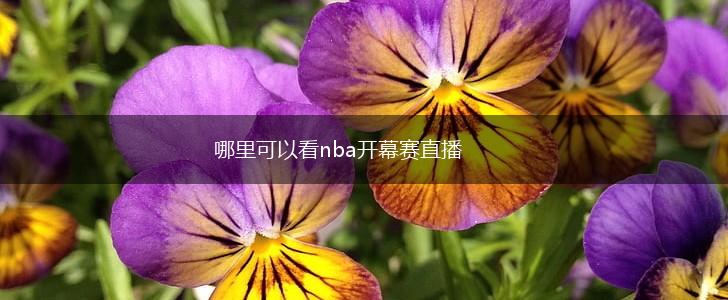 哪里可以看nba开幕赛直播,第1张