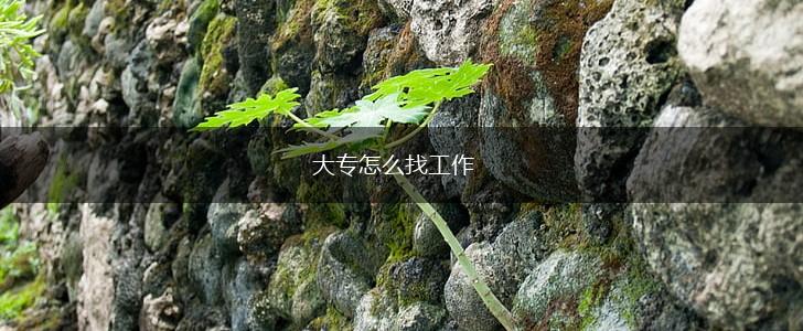 大专怎么找工作,第1张