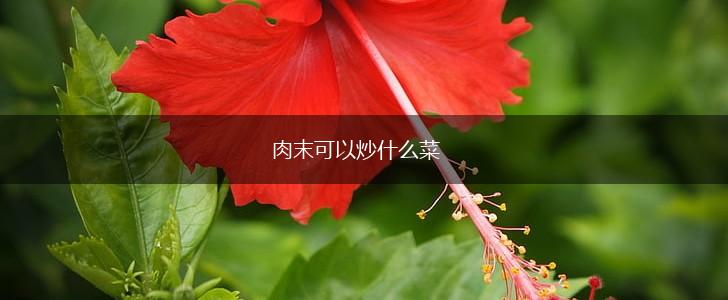 肉末可以炒什么菜,第1张