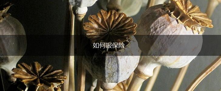 如何报保险,第1张