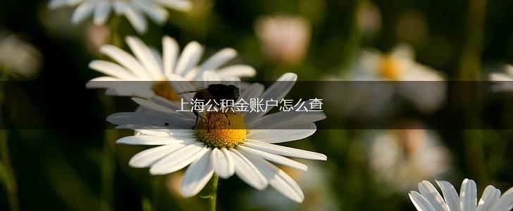 上海公积金账户怎么查,第1张