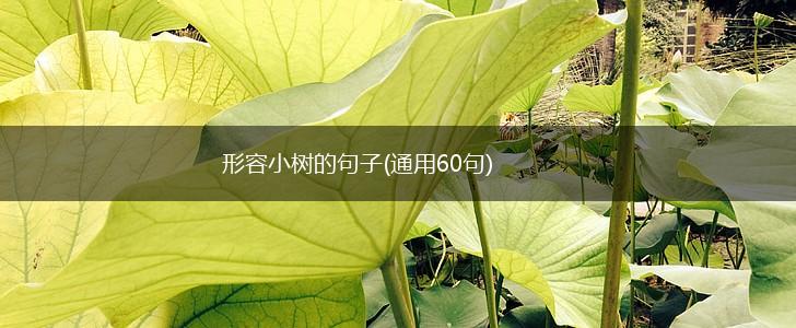 形容小树的句子(通用60句),第1张