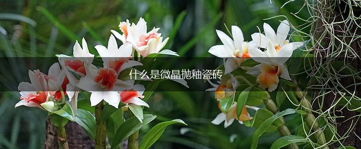 什么是微晶抛釉瓷砖,第1张