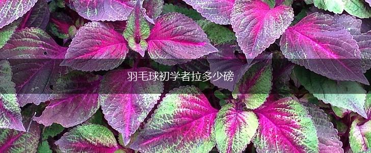 羽毛球初学者拉多少磅,第1张