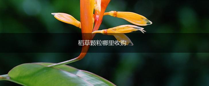 稻草颗粒哪里收购,第1张