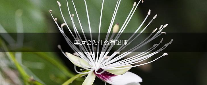 奥运会为什么有铅球,第1张