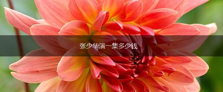 张少华演一集多少钱,第1张