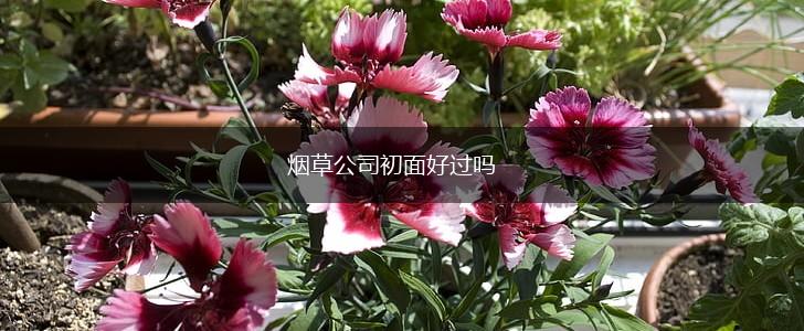 烟草公司初面好过吗,第1张