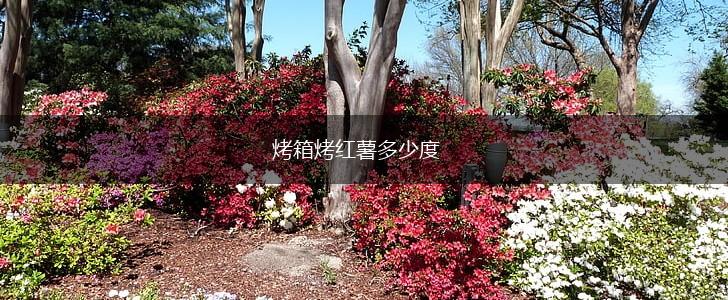 烤箱烤红薯多少度,第1张