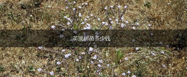 英挑树苗多少钱,第1张
