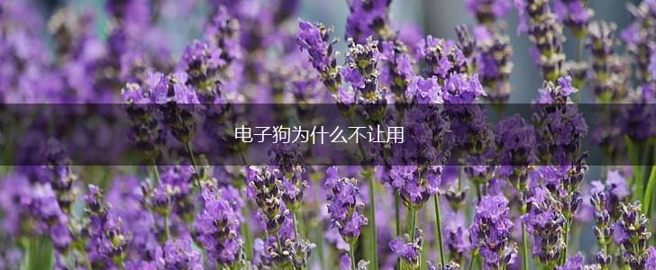 电子狗为什么不让用,第1张