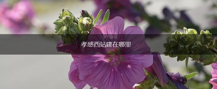 孝感西站建在哪里,第1张