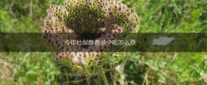 今年社保缴费多少呢怎么查,第1张