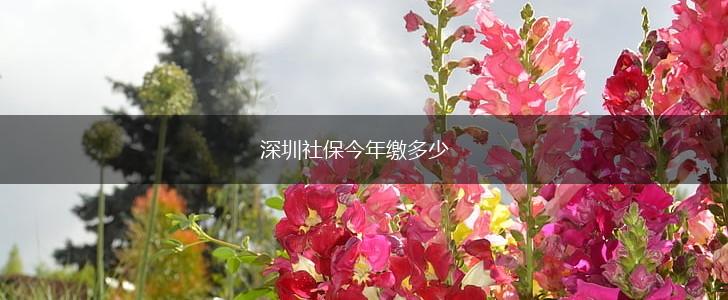 深圳社保今年缴多少,第1张