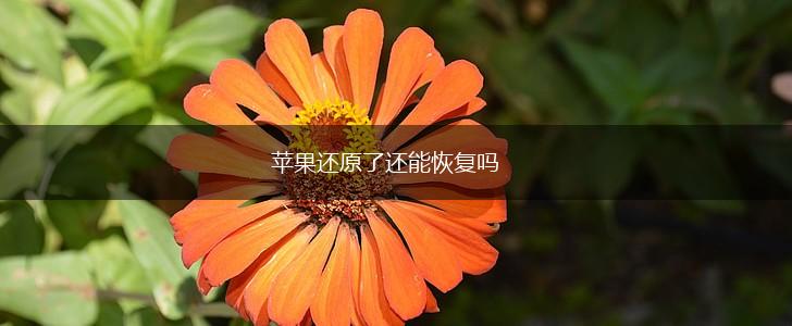 苹果还原了还能恢复吗,第1张