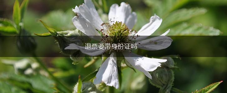 退票要带身份证吗,第1张