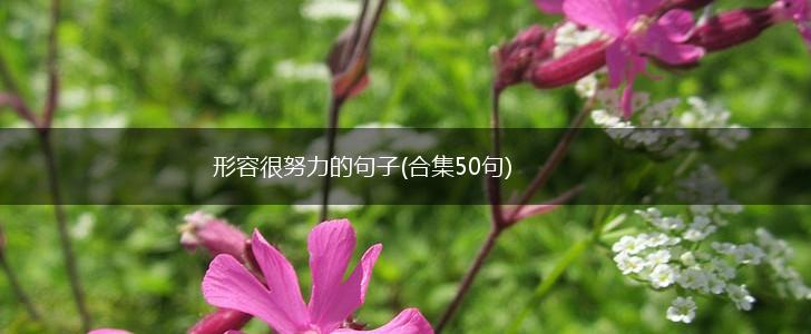 形容很努力的句子(合集50句),第1张