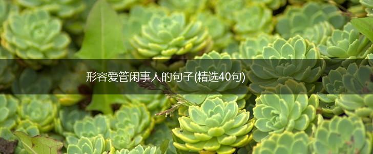 形容爱管闲事人的句子(精选40句),第1张