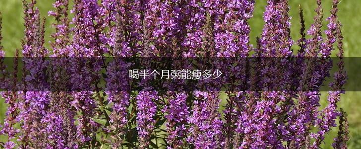 喝半个月粥能瘦多少,第1张