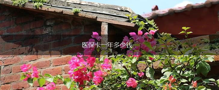 医保卡一年多少钱,第1张