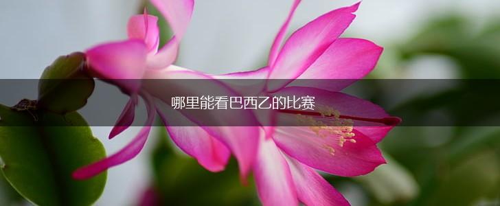 哪里能看巴西乙的比赛,第1张