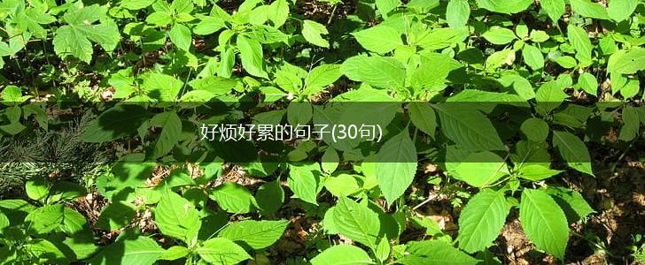 好烦好累的句子(30句),第1张