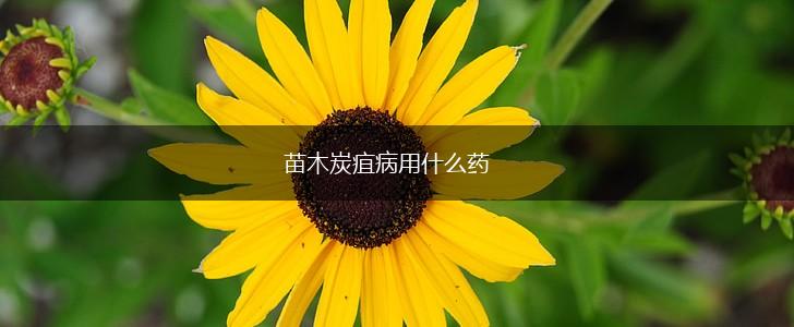 苗木炭疽病用什么药,第1张