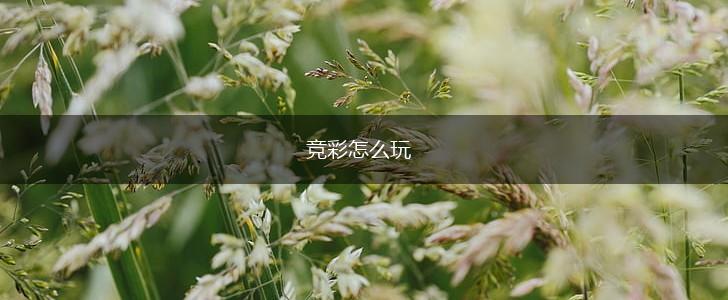 竞彩怎么玩,第1张