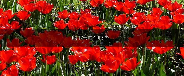 地下害虫有哪些,第1张