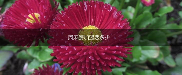 周麻婆加盟费多少,第1张