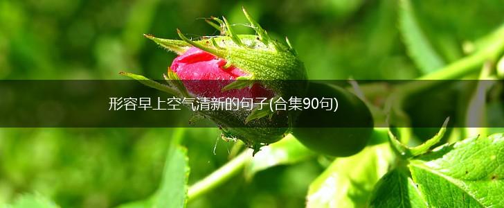 形容早上空气清新的句子(合集90句),第1张
