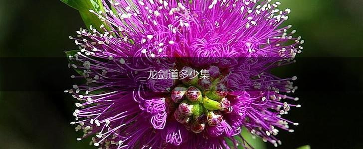 龙剑道多少集,第1张
