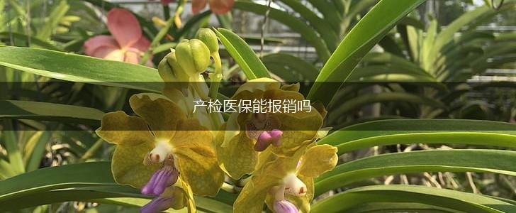 产检医保能报销吗,第1张