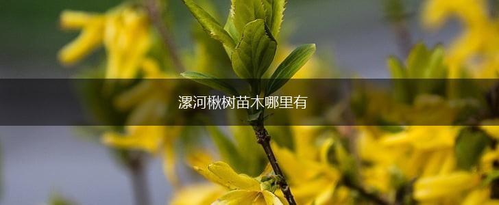 漯河楸树苗木哪里有,第1张
