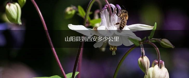 山阳县到西安多少公里,第1张