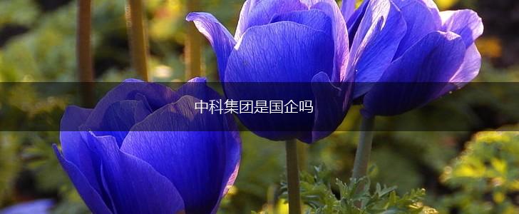 中科集团是国企吗,第1张