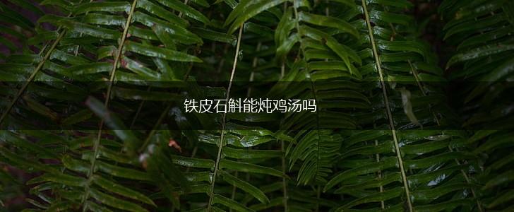 铁皮石斛能炖鸡汤吗,第1张