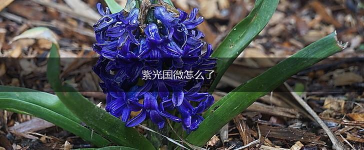 紫光国微怎么了,第1张