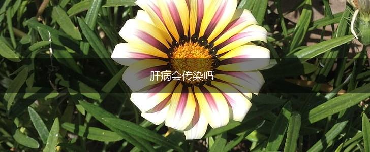 肝病会传染吗,第1张
