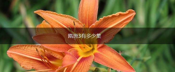 隋唐3有多少集,第1张