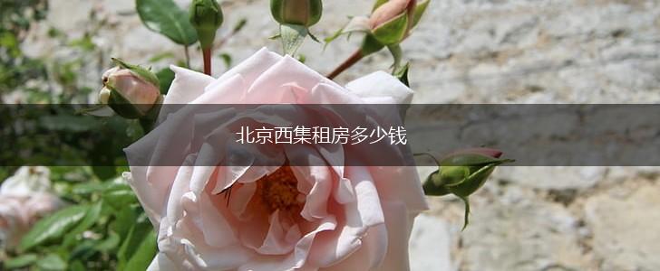 北京西集租房多少钱,第1张