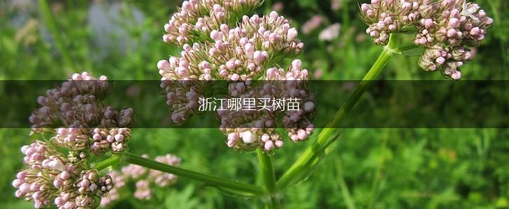 浙江哪里买树苗,第1张