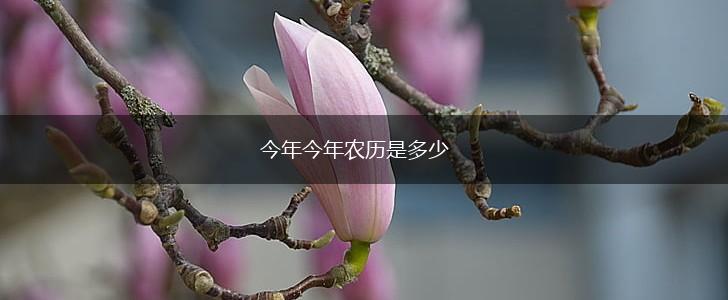 今年今年农历是多少,第1张