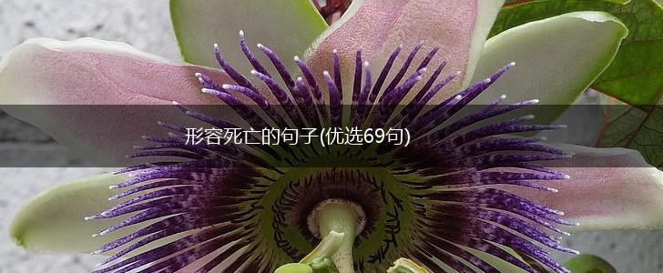 形容死亡的句子(优选69句),第1张