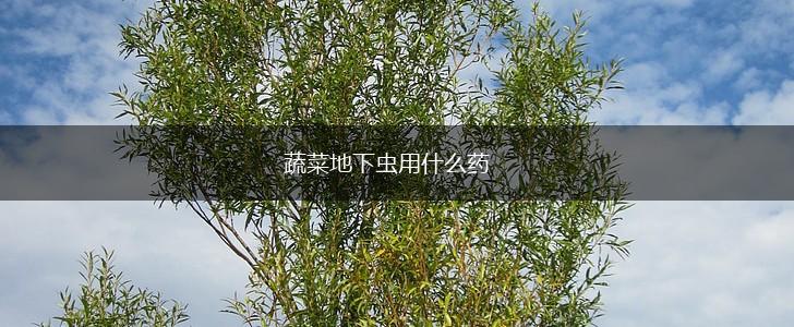 蔬菜地下虫用什么药,第1张
