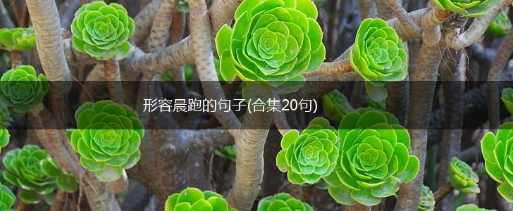 形容晨跑的句子(合集20句),第1张
