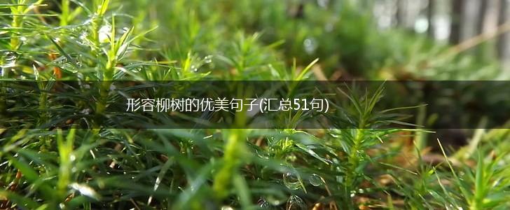 形容柳树的优美句子(汇总51句),第1张