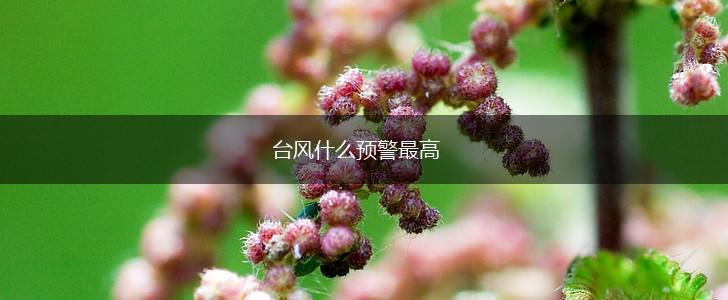台风什么预警最高,第1张