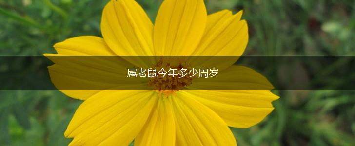 属老鼠今年多少周岁,第1张