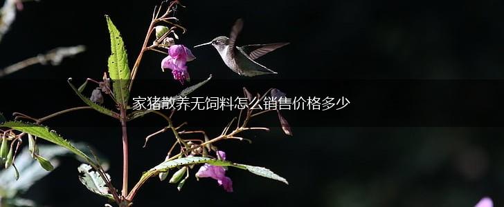 家猪散养无饲料怎么销售价格多少,第1张